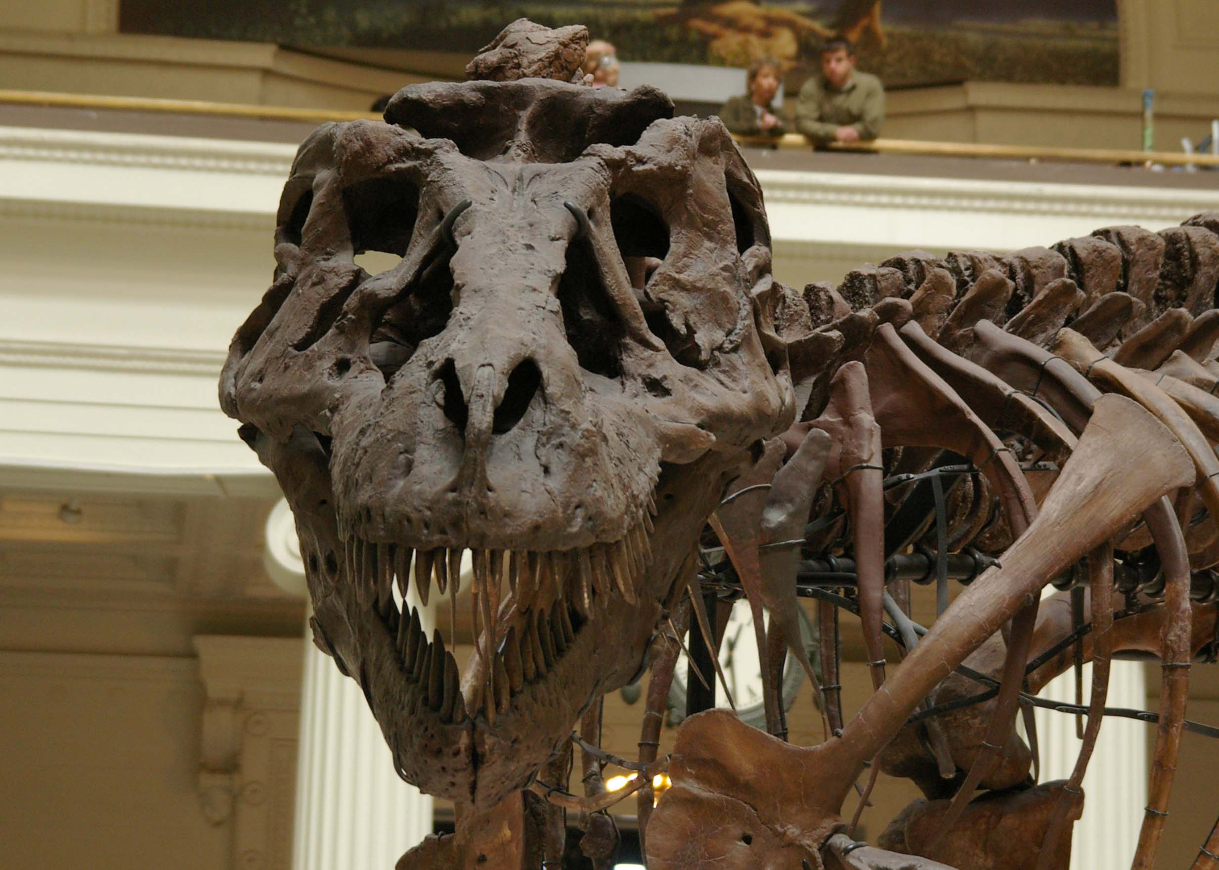 sueskull.jpg